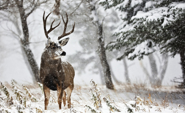 Обои картинки фото животные, олени, лес, чернохвостый, олень, рога, зима, снег