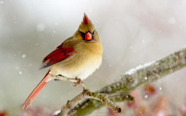 Обои картинки фото животные, кардиналы, кардинал, птица, ветка, снег