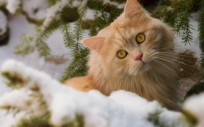 Обои картинки фото животные, коты, снег, взгляд, рыжий, кот, зима, кошка, ветки, мордочка