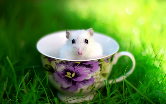 Обои картинки фото животные, крысы,  мыши, грызун, чашка, трава, белый