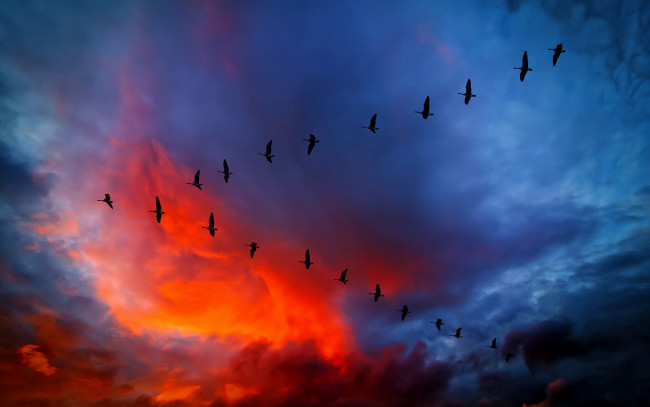 Обои картинки фото животные, лебеди, небо, птицы, полет, закат, тучи, клин, стая