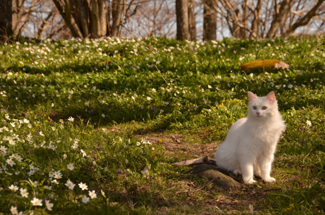 Обои картинки фото животные, коты, природа, весна, кот, ветреница, цветы, кошка