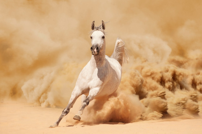 Обои картинки фото животные, лошади, песок, пыль, белый, конь, лошадь