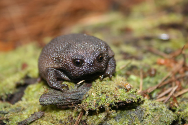 Обои картинки фото Чёрная дождевая лягушка, животные, лягушки, чёрная, лягушка, breviceps, fuscus
