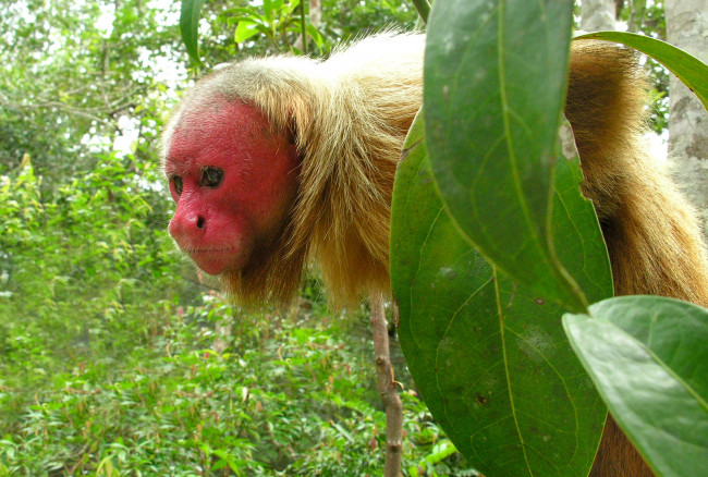Обои картинки фото лысый уакари, животные, обезьяны, джунгли, бразилия, приматы, лысый, уакари