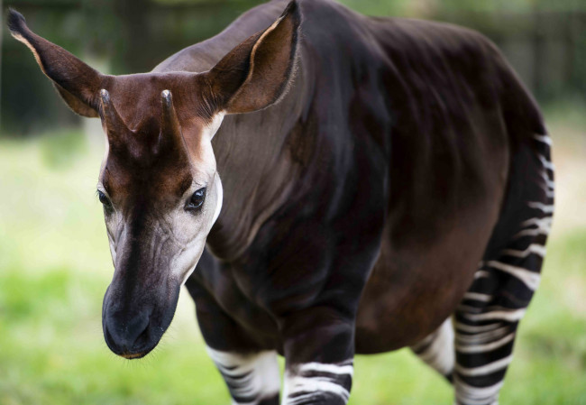 Обои картинки фото okapi, животные, жирафы, млекопитающее, парнокопытные