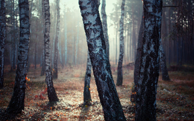 Обои картинки фото природа, лес, березы, осень, деревья