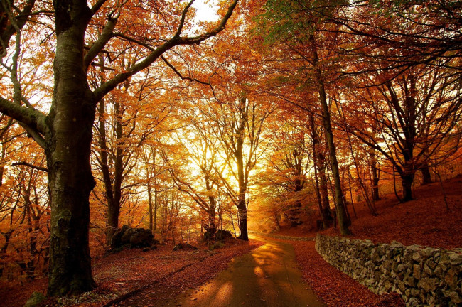 Обои картинки фото природа, дороги, листопад, дорога, деревья, осень, лес
