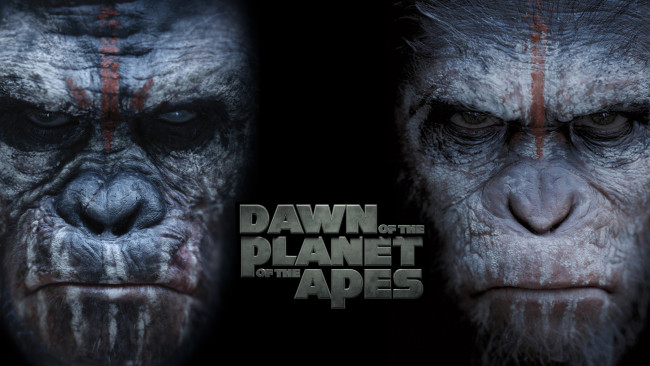 Обои картинки фото кино фильмы, dawn of the planet of the apes, обезьяна, фон, взгляд