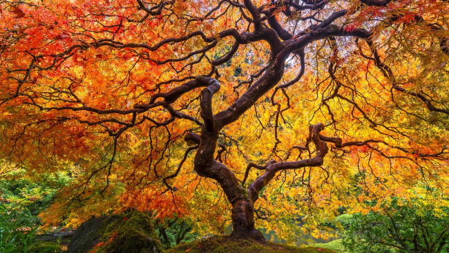Обои картинки фото природа, деревья, японский, клён
