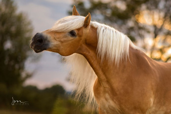 Картинка животные лошади лошадь соловая