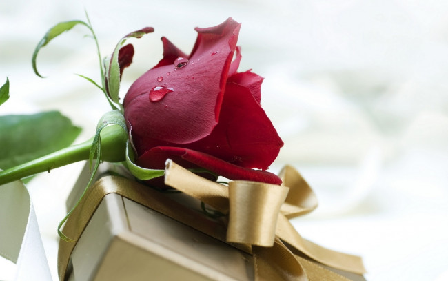 Обои картинки фото цветы, розы, роза, красная, капля, коробка