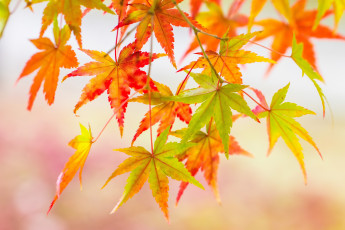 обоя природа, листья, осень