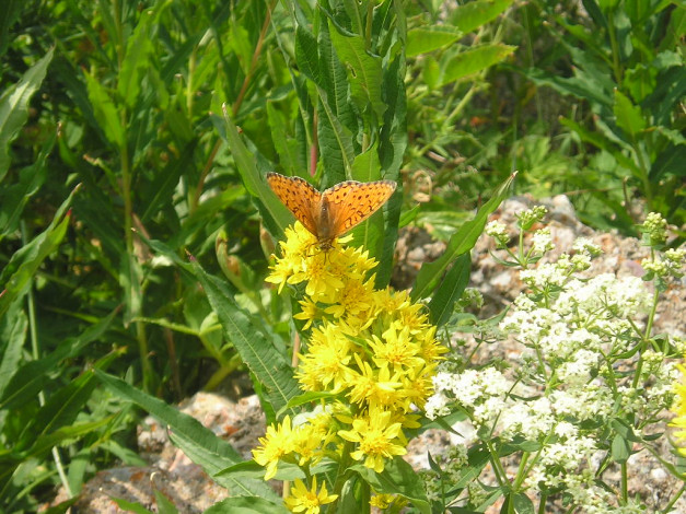 Обои картинки фото butterfly, животные, бабочки