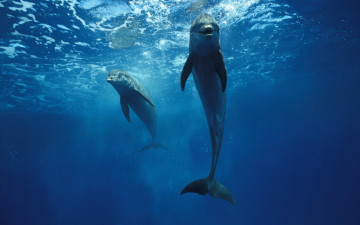 обоя животные, дельфины