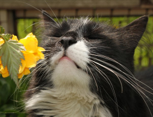Картинка животные коты морда цветок