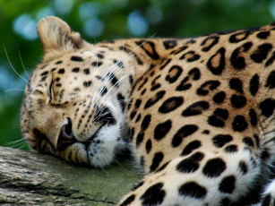 Картинка животные леопарды леопард лежит спит отдых дерево