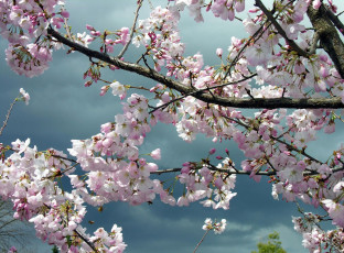 Картинка цветы сакура вишня ветки