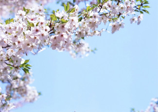 Картинка цветы цветущие деревья кустарники весна небо цветение ветки