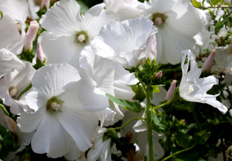 Картинка цветы лаватера лепестки белый
