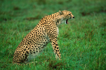 Картинка животные гепарды зевает сидит гепард