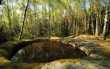 Картинка природа лес лето деревья озерко