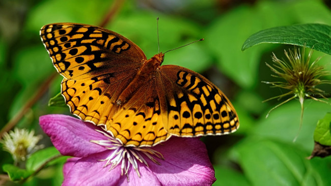 Обои картинки фото животные, бабочки, клематис, крылья