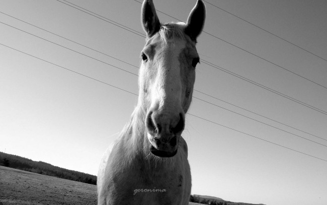 Обои картинки фото автор, geronima, животные, лошади, черно-белое, фото