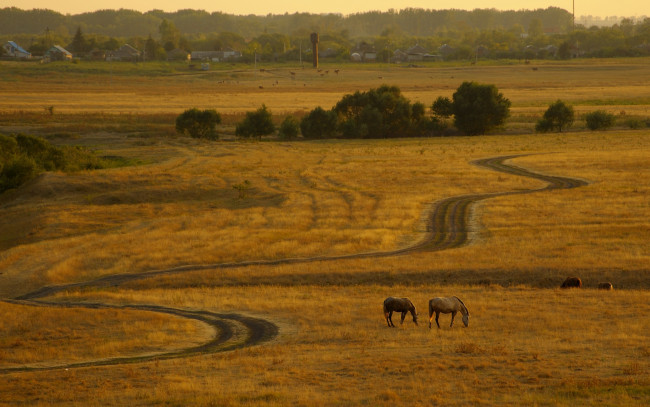 Обои картинки фото животные, лошади, поле, дорога, кони, пейзаж