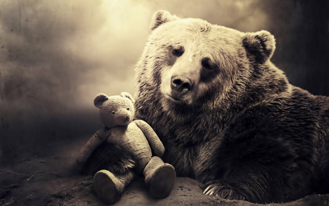 Обои картинки фото животные, медведи, игрушка, плюшевый, мишка