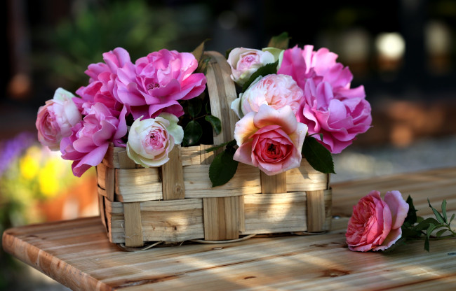 Обои картинки фото цветы, розы, лукошко