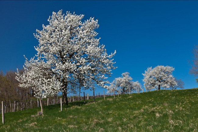 Обои картинки фото природа, деревья, tree