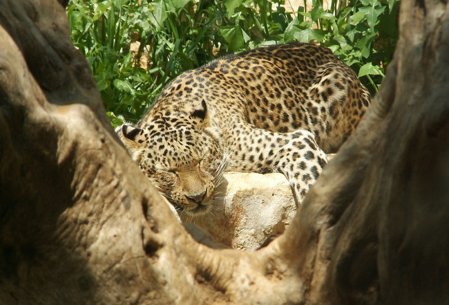 Обои картинки фото животные, леопарды, спит, леопард, дерево
