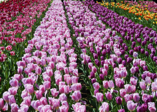 Картинка цветы тюльпаны поля нидерланды