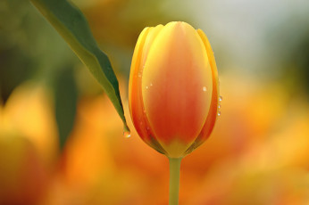Картинка цветы тюльпаны цветение лепестки нежность
