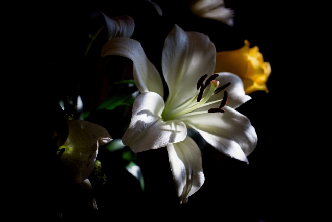 Обои картинки фото цветы, лилии,  лилейники, лилия