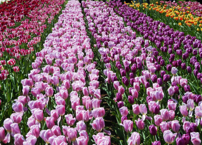 Обои картинки фото цветы, тюльпаны, поля, нидерланды