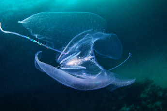 обоя животные, медузы, медуза, подводный, мир, море, океан