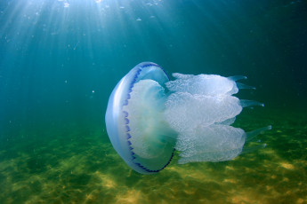 обоя животные, медузы, медуза, подводный, мир, море, океан
