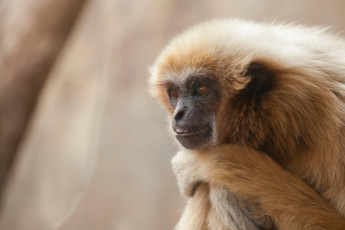 Картинка животные обезьяны обезьяна приматы млекопитающие сидит думает