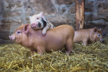 Картинка животные свиньи +кабаны поросята фон