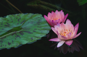 Картинка цветы лилии+водяные +нимфеи +кувшинки водяная лилия нимфея розовая вода отражение