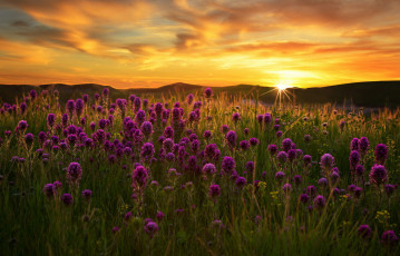 Картинка цветы луговые+ полевые +цветы закат поле