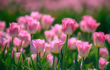 Картинка цветы тюльпаны розовый весна бутоны