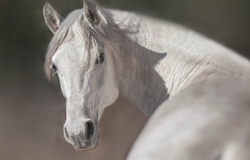 Картинка животные лошади фон природа конь