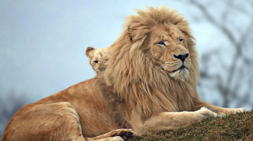обоя животные, львы, звери, природа