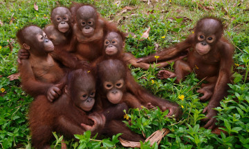 Картинка животные обезьяны орангутанги детёныши толпа