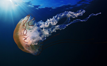 обоя животные, медузы, подводный, мир, медуза, море, вода