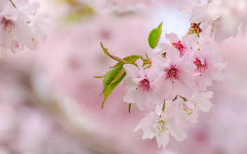 Картинка цветы сакура +вишня весна розовый ветка