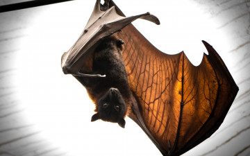 Картинка животные летучие+мыши batmans return летучая мышь природа